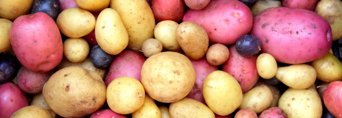 Bunte Kartoffeln verschiedener Sorten